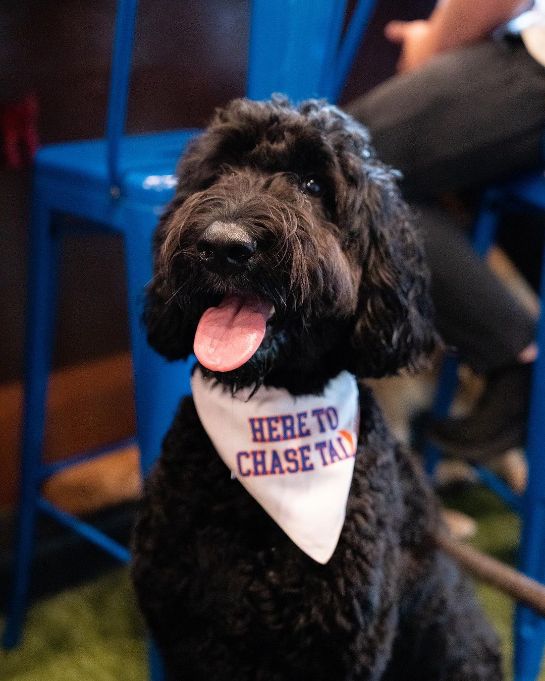 Black Dog with white collar and text