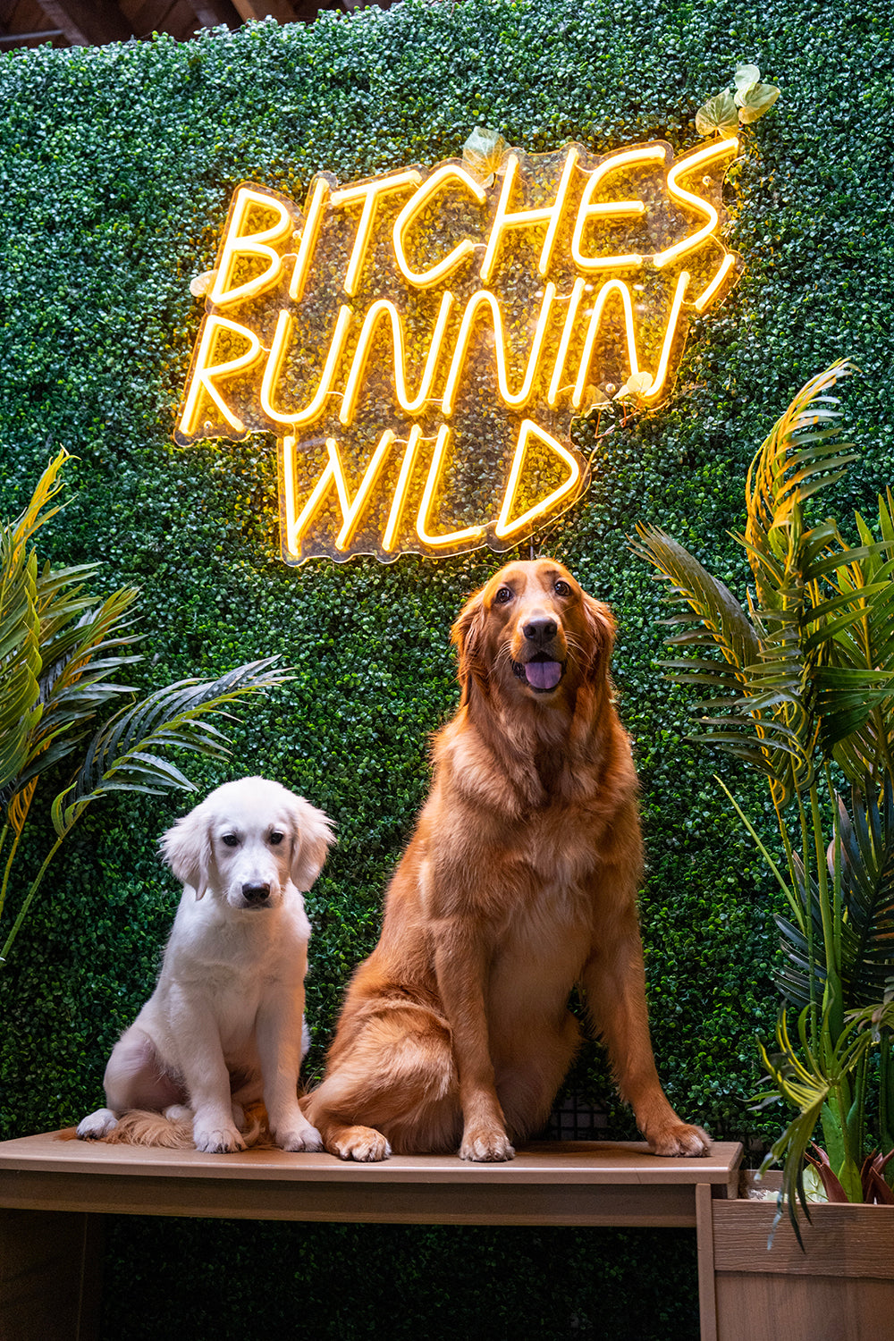 Puppies enjoying bar