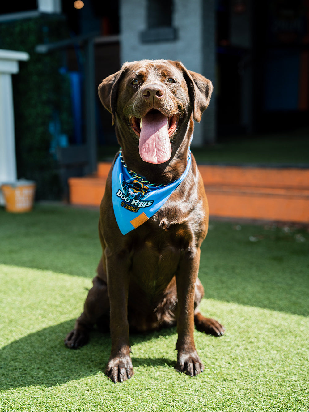 Pups Pub owner dog