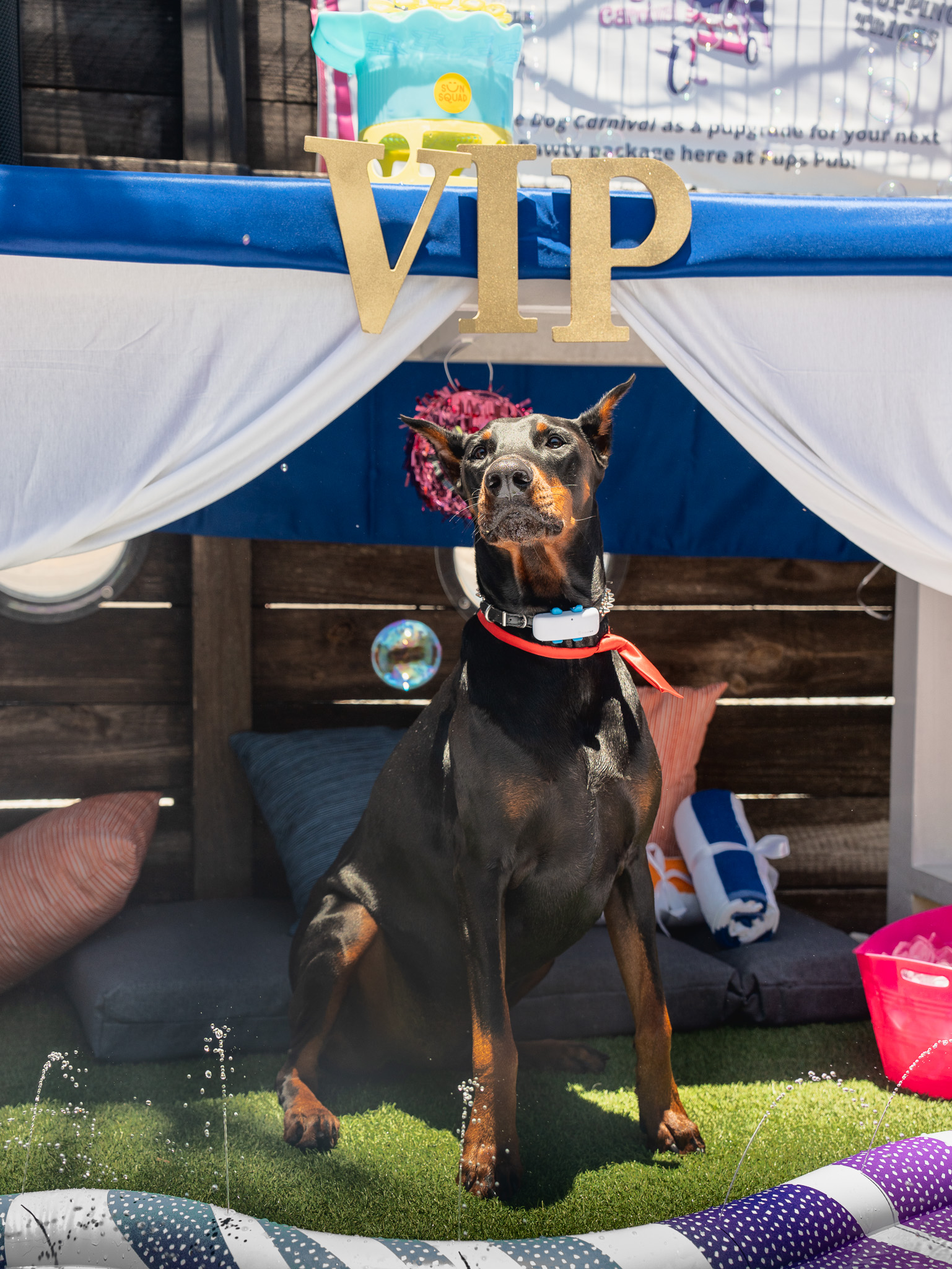 Chihuahua perched on the bar
