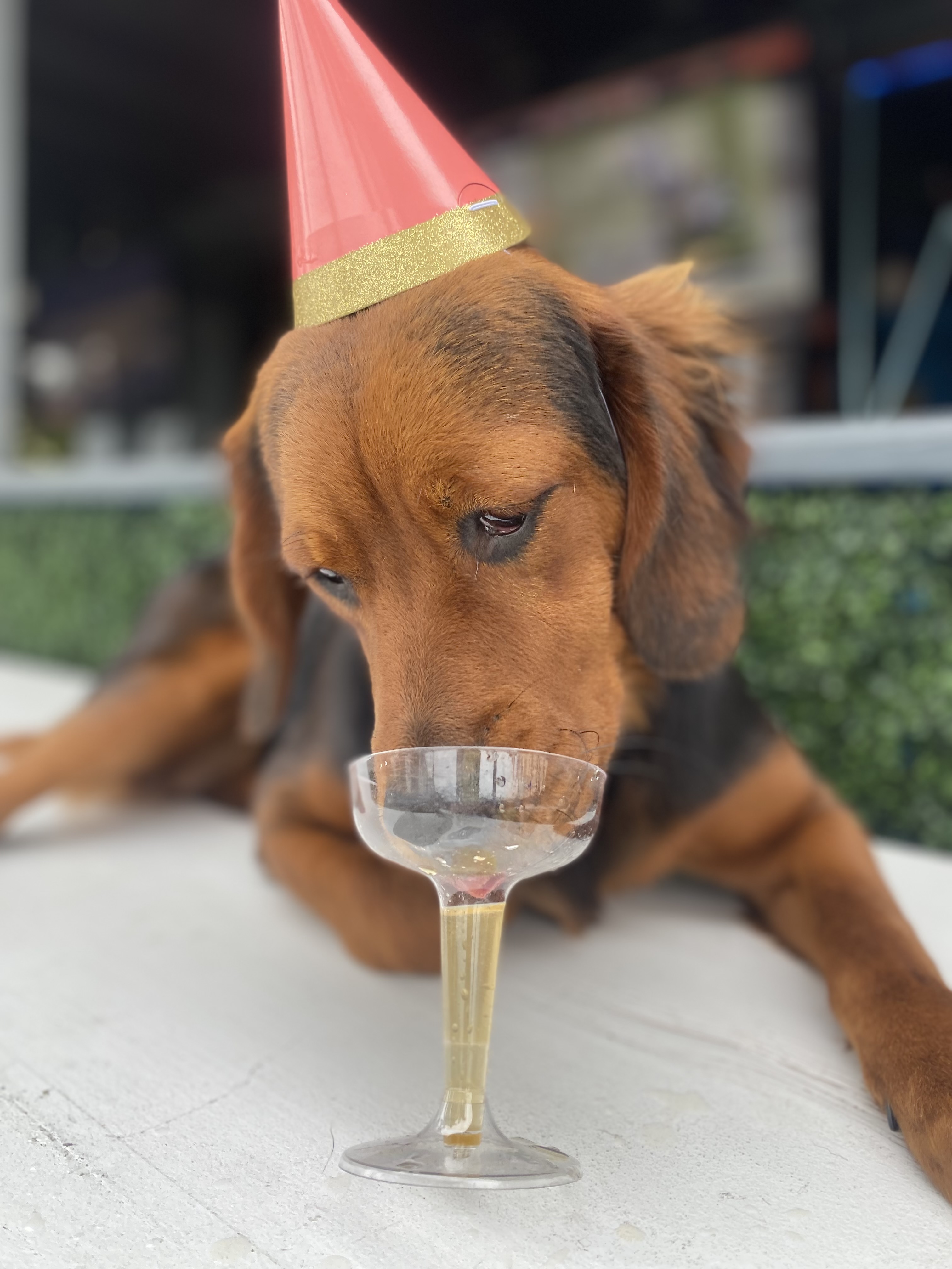 Pup toasting with a champagne flute