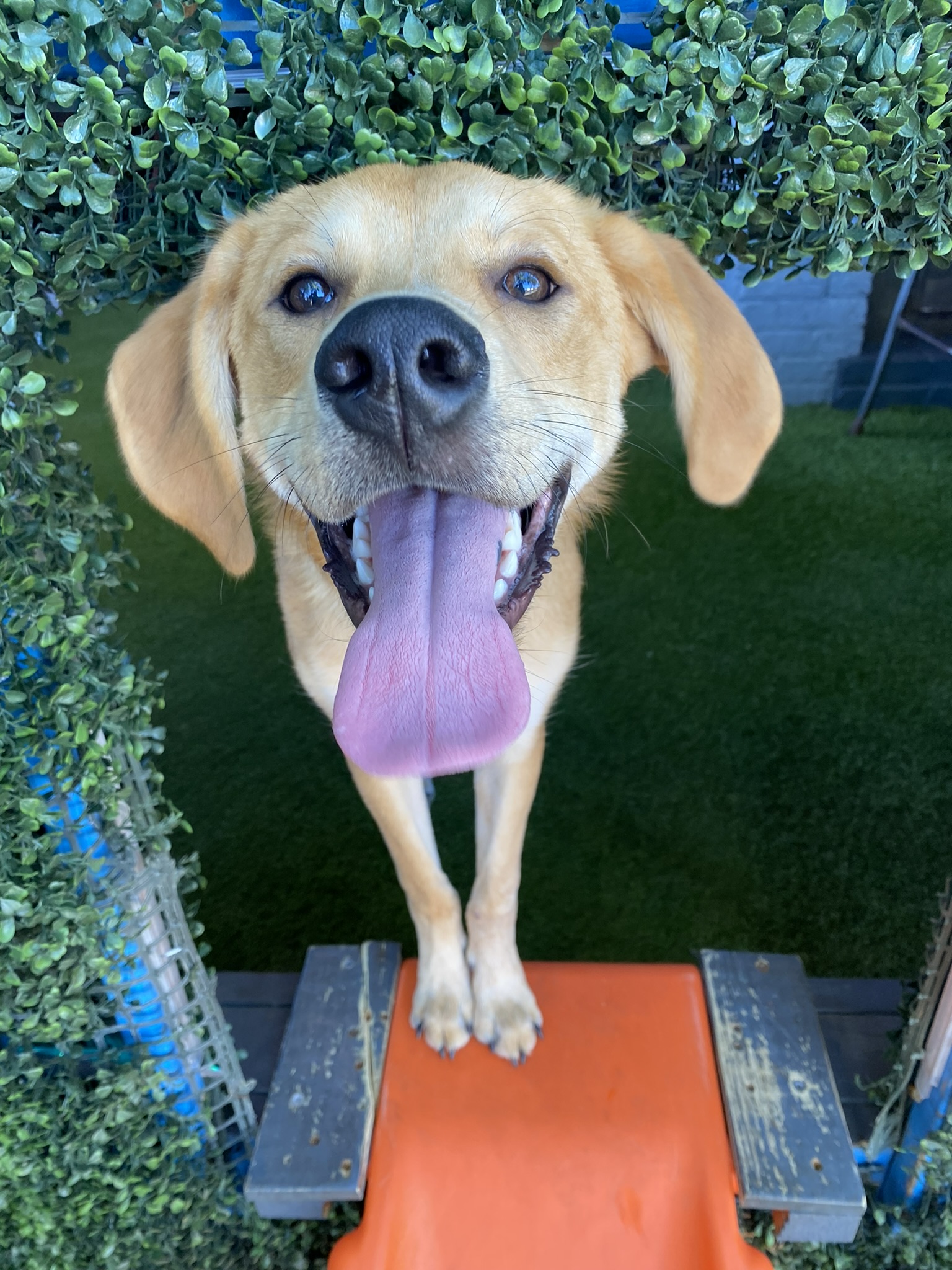 Three pups holding court