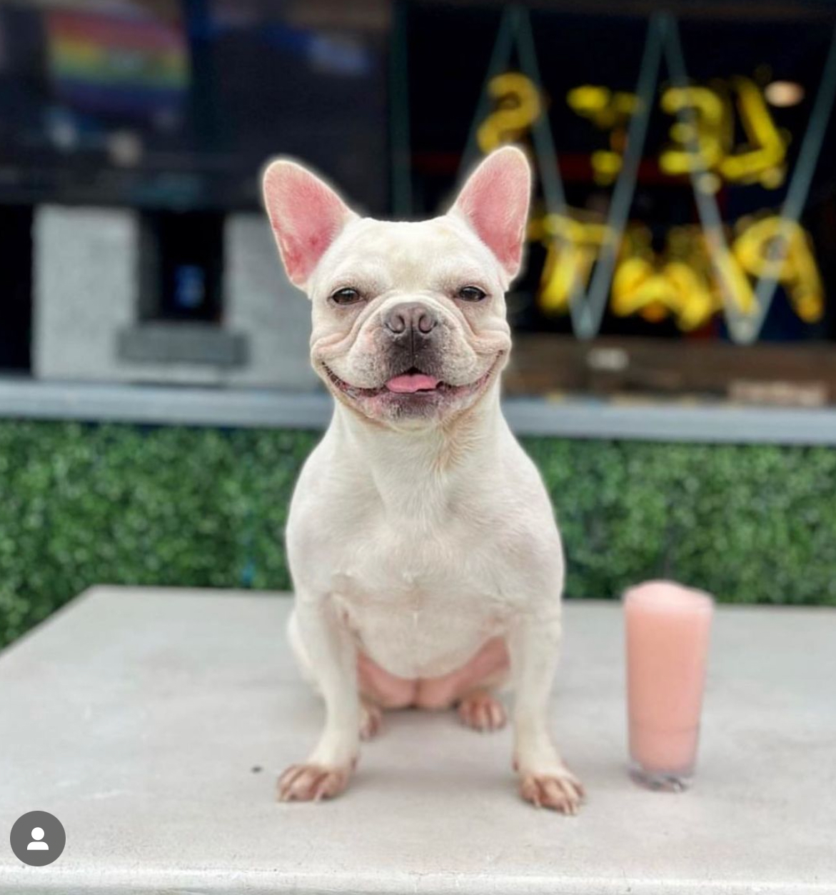 Frenchie in neon pub lighting