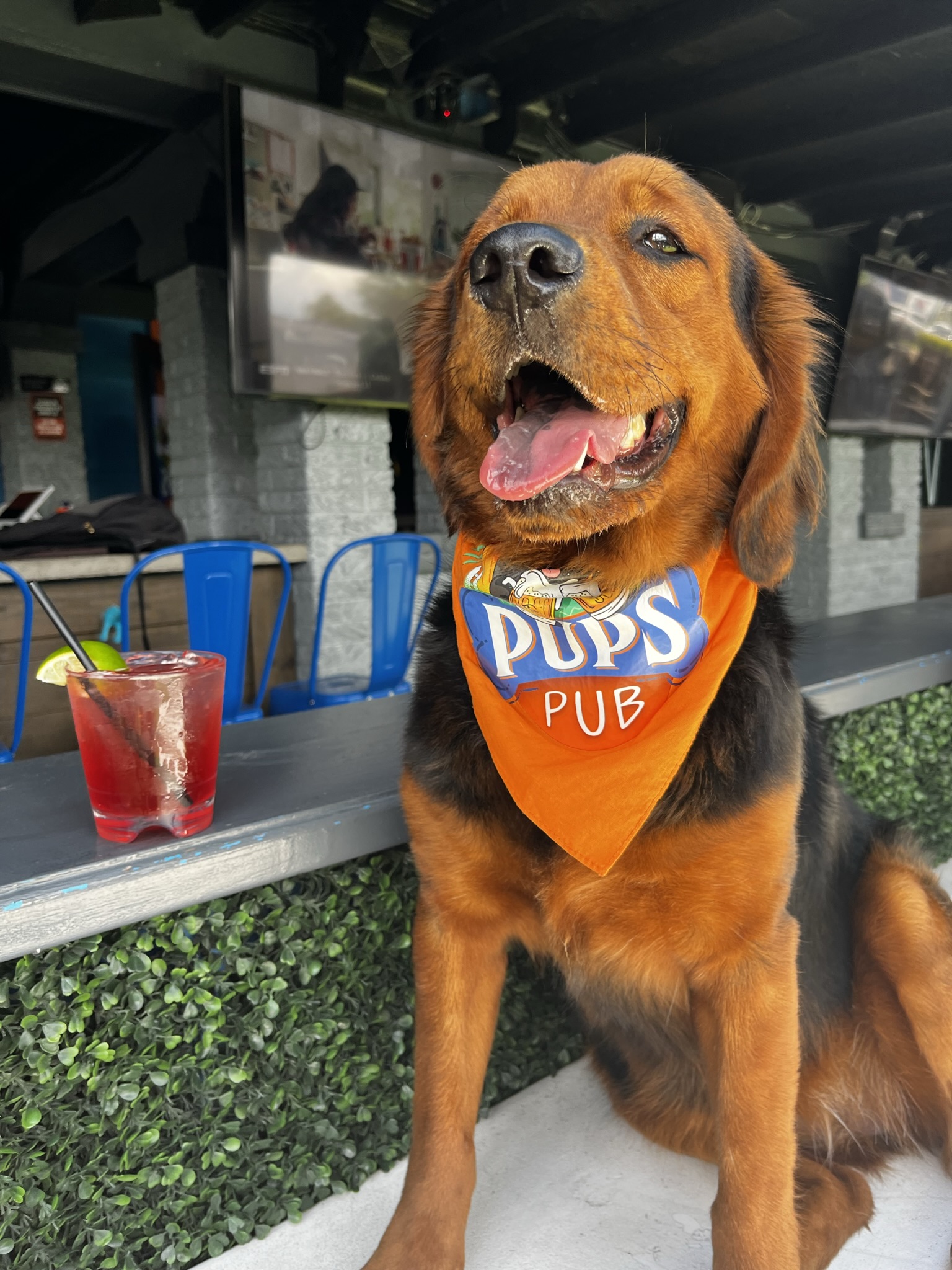 Yellow lab mid-tongue-out moment