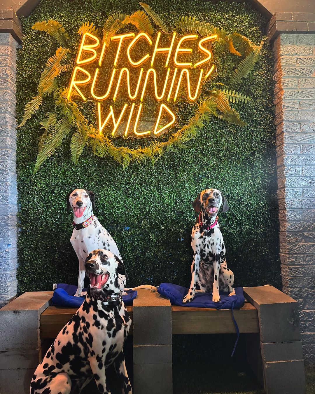 3 dogs sitting below a bitches running wild sign